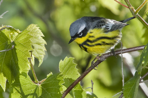 Magnolia Warbler