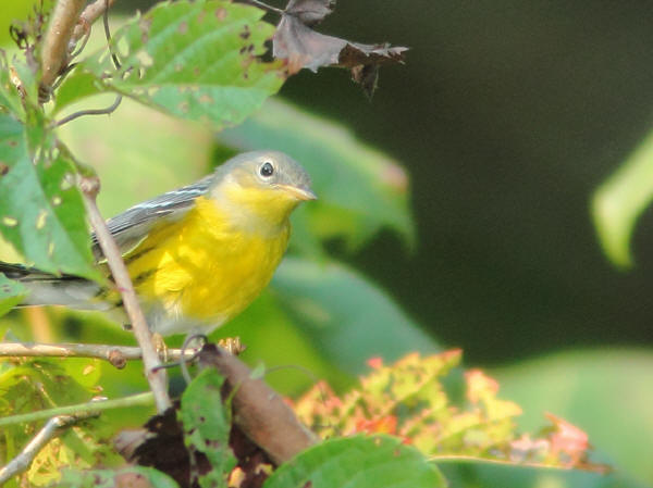 Magnolia Warbler