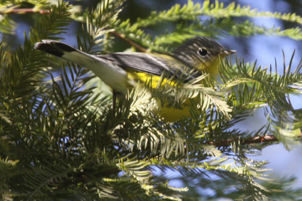 Magnolia Warbler