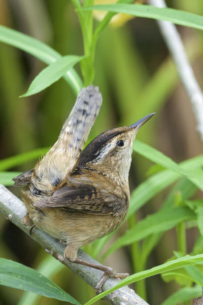 Marsh Wren