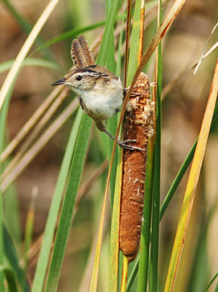 Marsh Wren