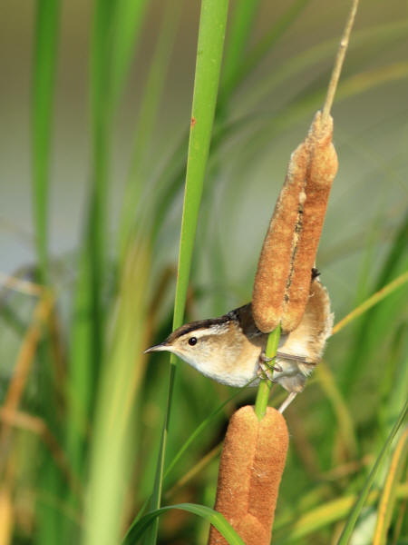 Marsh Wren