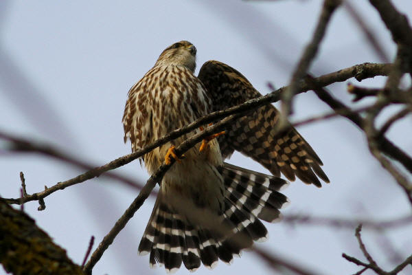 Merlin