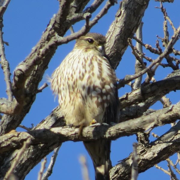 Merlin