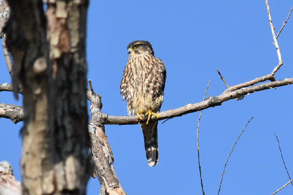 Merlin