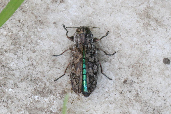 Metallic Wood-boring Beetle