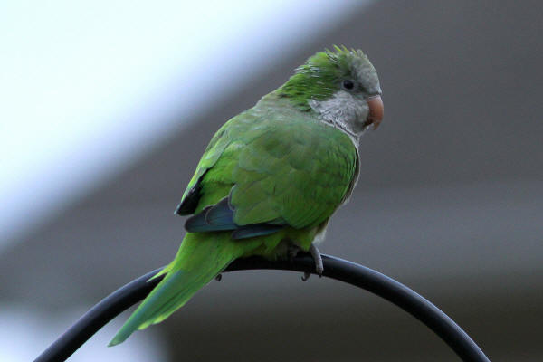 Monk Parakeet