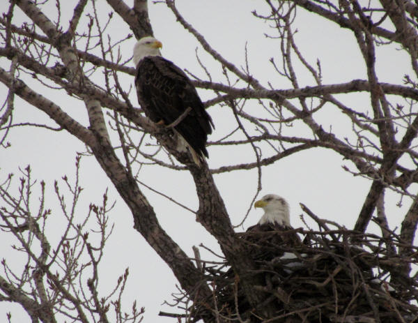 Bald Eagles