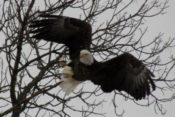 Bald Eagle