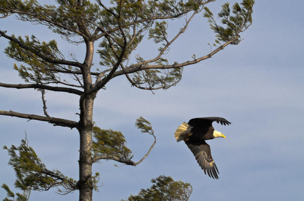 Bald Eagle