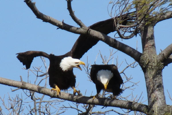 Mooseheart Bald Eagles