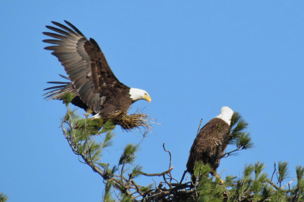 Bald Eagles