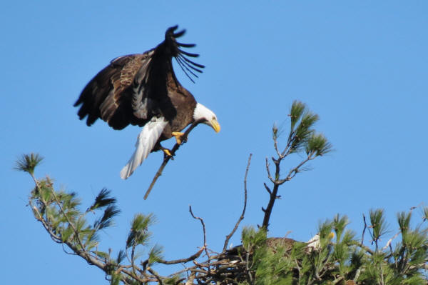 Bald Eagles