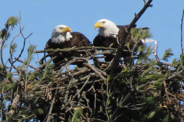 Mooseheart Bald Eagles