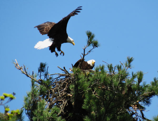 Bald Eagles