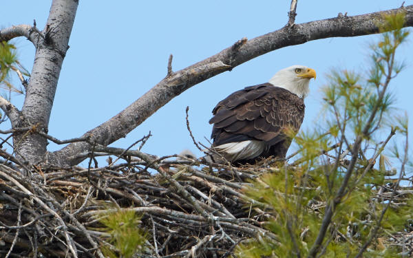 Bald Eagle and eaglet