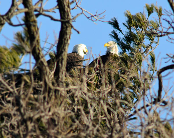 Bald Eagles