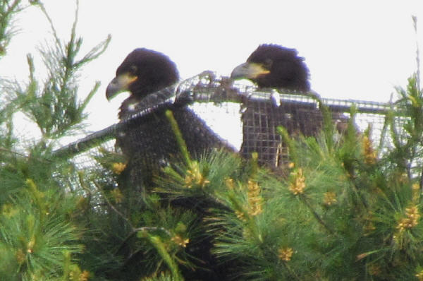 Mooseheart eaglets