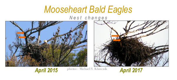 Mooseheart eagle nest comparison