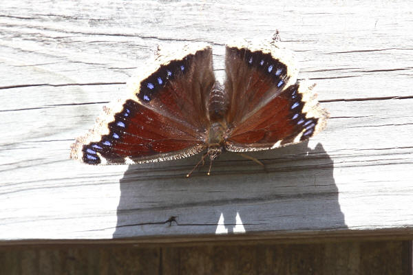 Mourning Cloak Butterfly