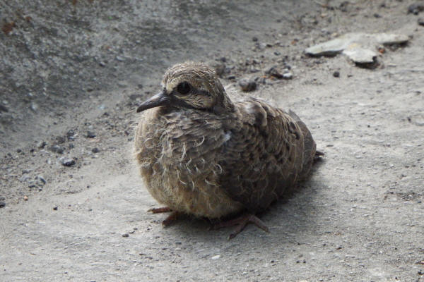 Mourning Dove