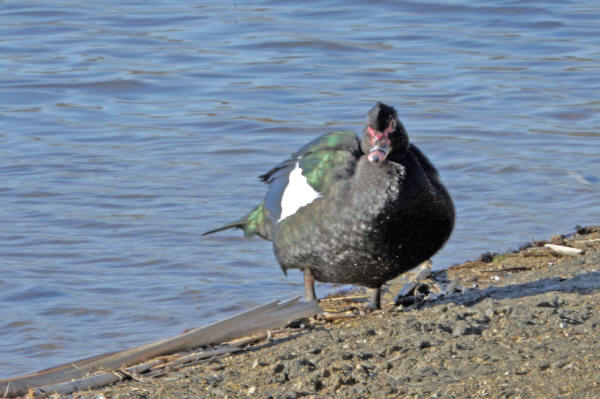 Muscovy Duck