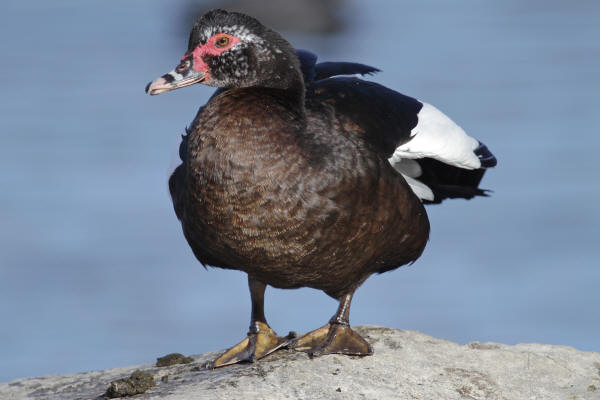 Muscovy Duck