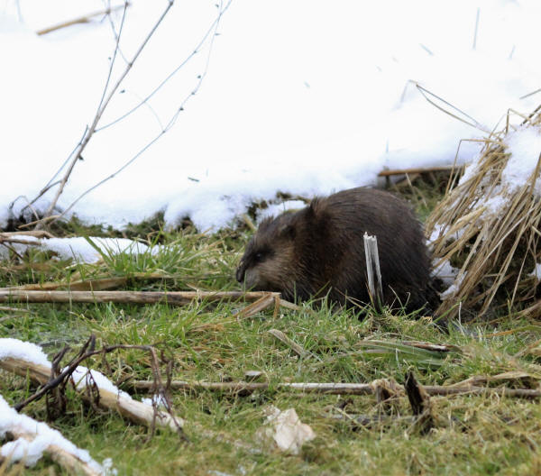 Muskrat