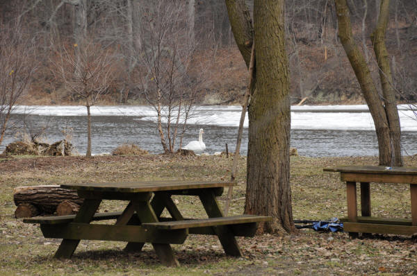 Mute Swan