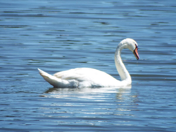 Mute Swan