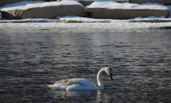 Mute Swan