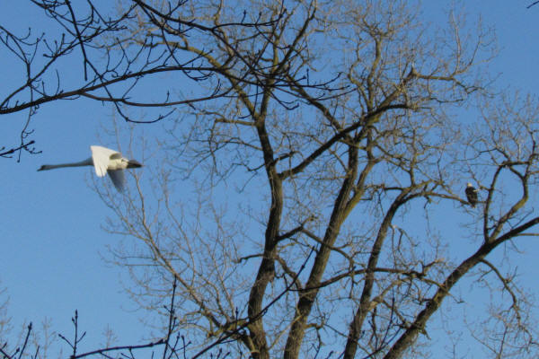 Mute Swan and Bald Eagle