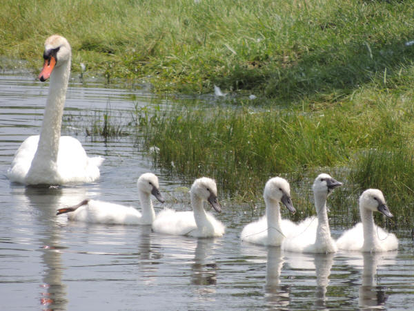 Mute Swan and cygnets