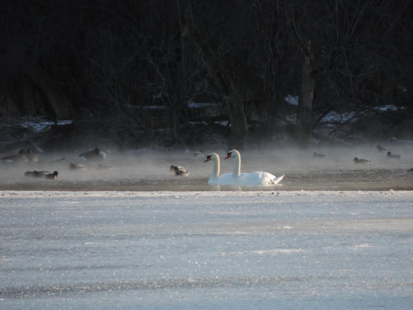 Mute Swans