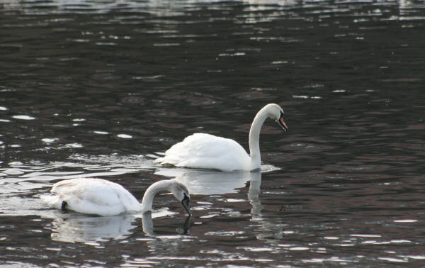 Mute Swans