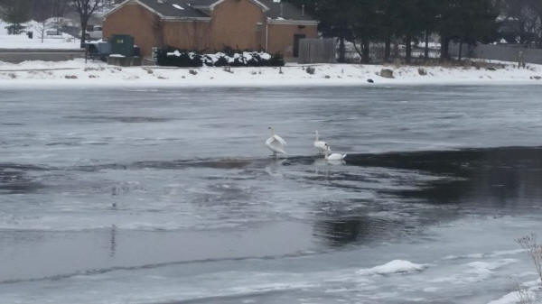 Mute Swans