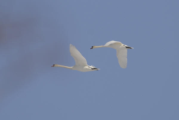 Mute Swans