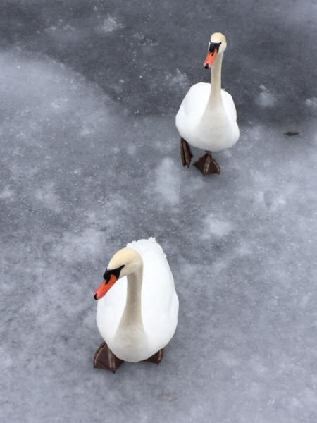 Mute Swans