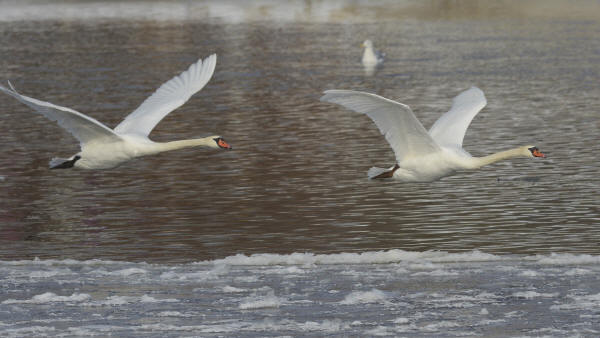 Mute Swans