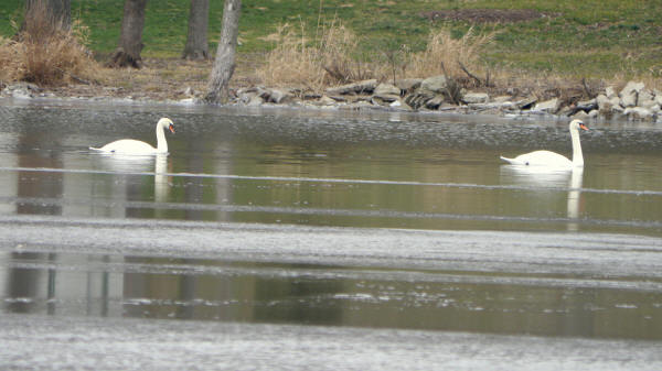 Mute Swans