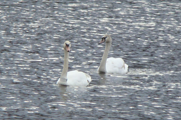 Mute Swan