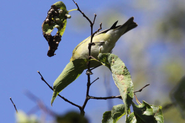 Mystery Bird