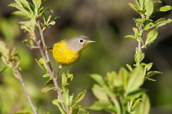 Nashville Warbler