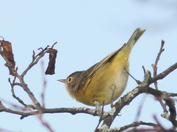 Nashville Warbler