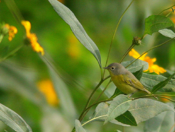 Nashville Warbler