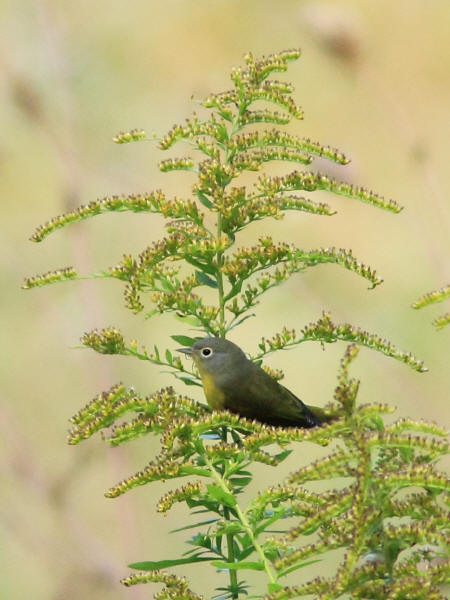 Nashville Warbler