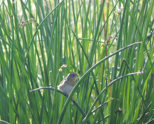 Nelson's Sparrow