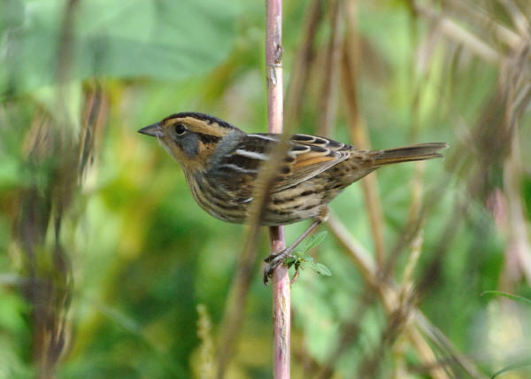 Nelson's Sparrow