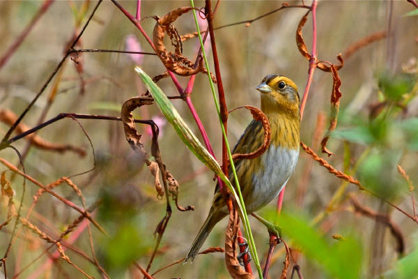 Nelson's Sparrow