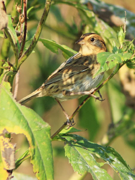 Nelson's Sparrow